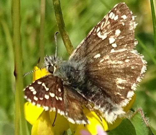 Réf. 233 974 : Pyrgus sp.